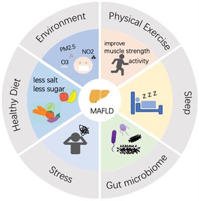 Diagnostic indicators and lifestyle interventions of metabolic-associated fatty liver disease